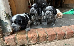 Cocker Spaniel dogs for sale: Cocker spaniel puppies  - Image 9