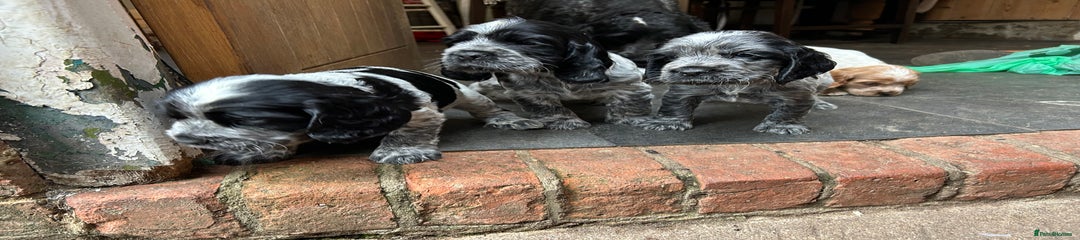 Cocker Spaniel Puppy 3