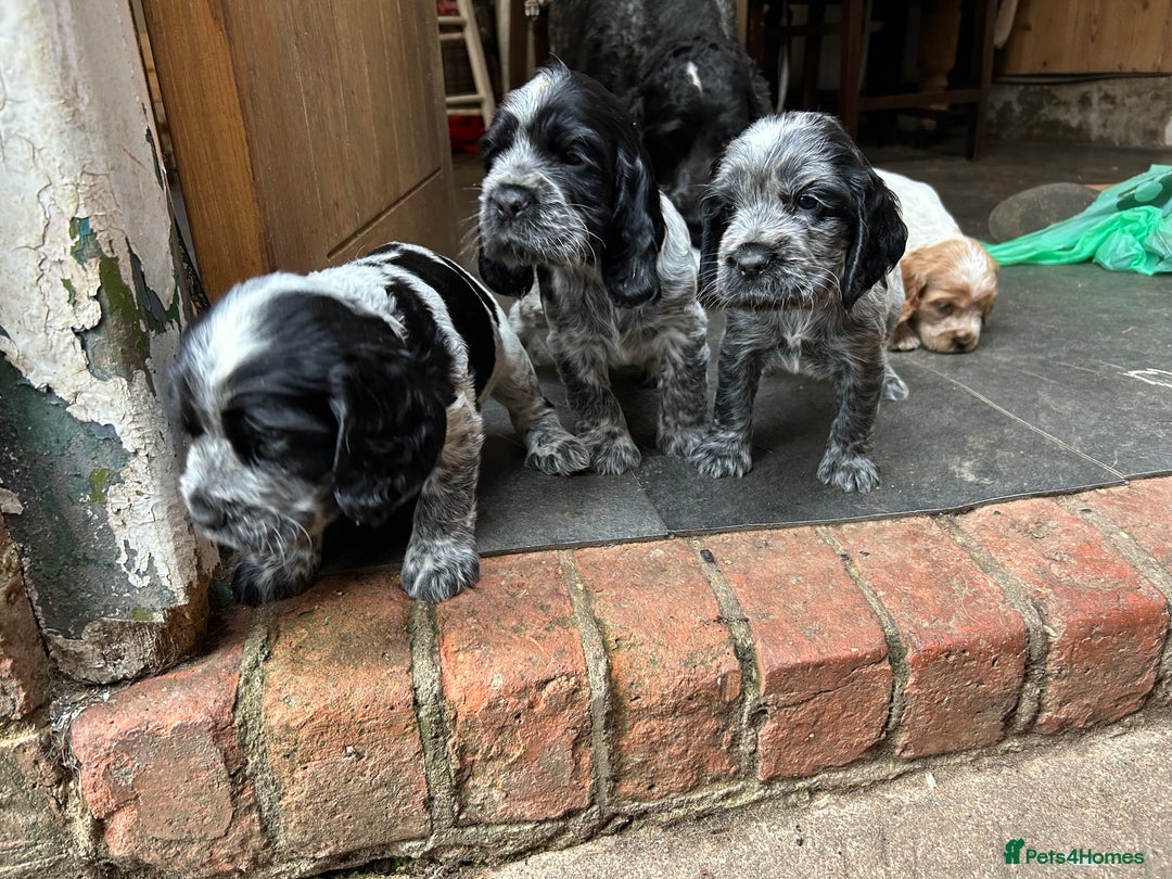 Cocker Spaniel dogs for sale: Cocker spaniel puppies  - Image 9