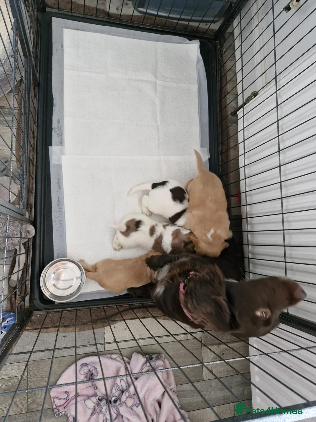 Sprocker dogs for sale: Sprockers - Advert 2