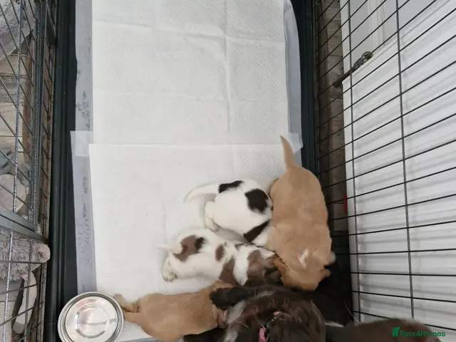Sprocker dogs for sale: Sprockers - Advert 2