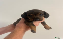 Mixed Breed dogs for sale: 8 beautiful dashaund X Jack Russel puppies  - Image 2