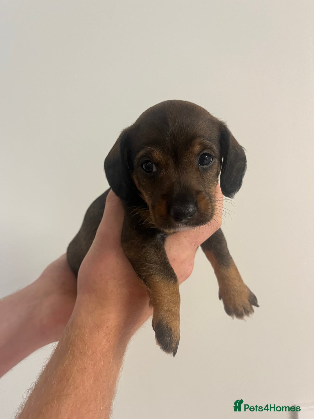 Mixed Breed dogs for sale: 8 beautiful dashaund X Jack Russel puppies  - Image 2