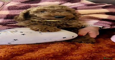 Goldendoodle dogs - Advert 2