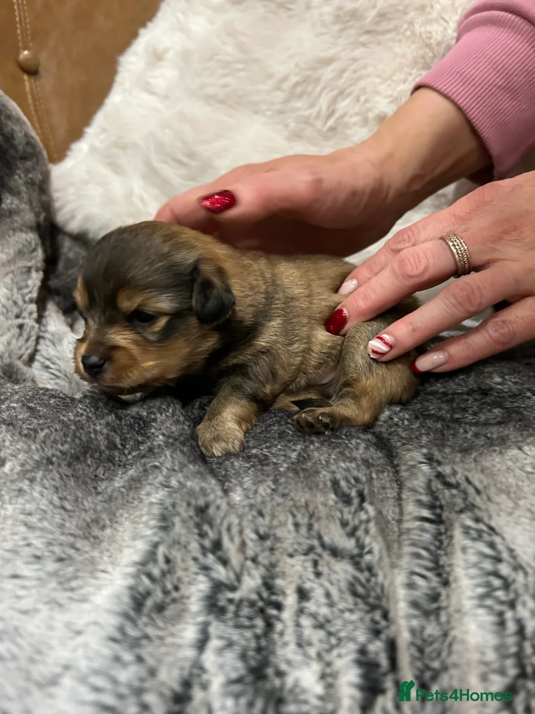 Mixed Breed dogs for sale: Miniature dachshund pomeranian sausage dog small  - Advert 26