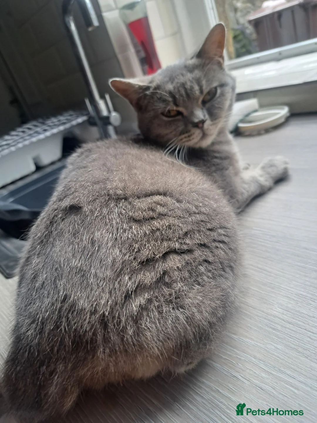 British Shorthair cats for sale: Male Grey British Short-hair Cat in Colne - Advert 2