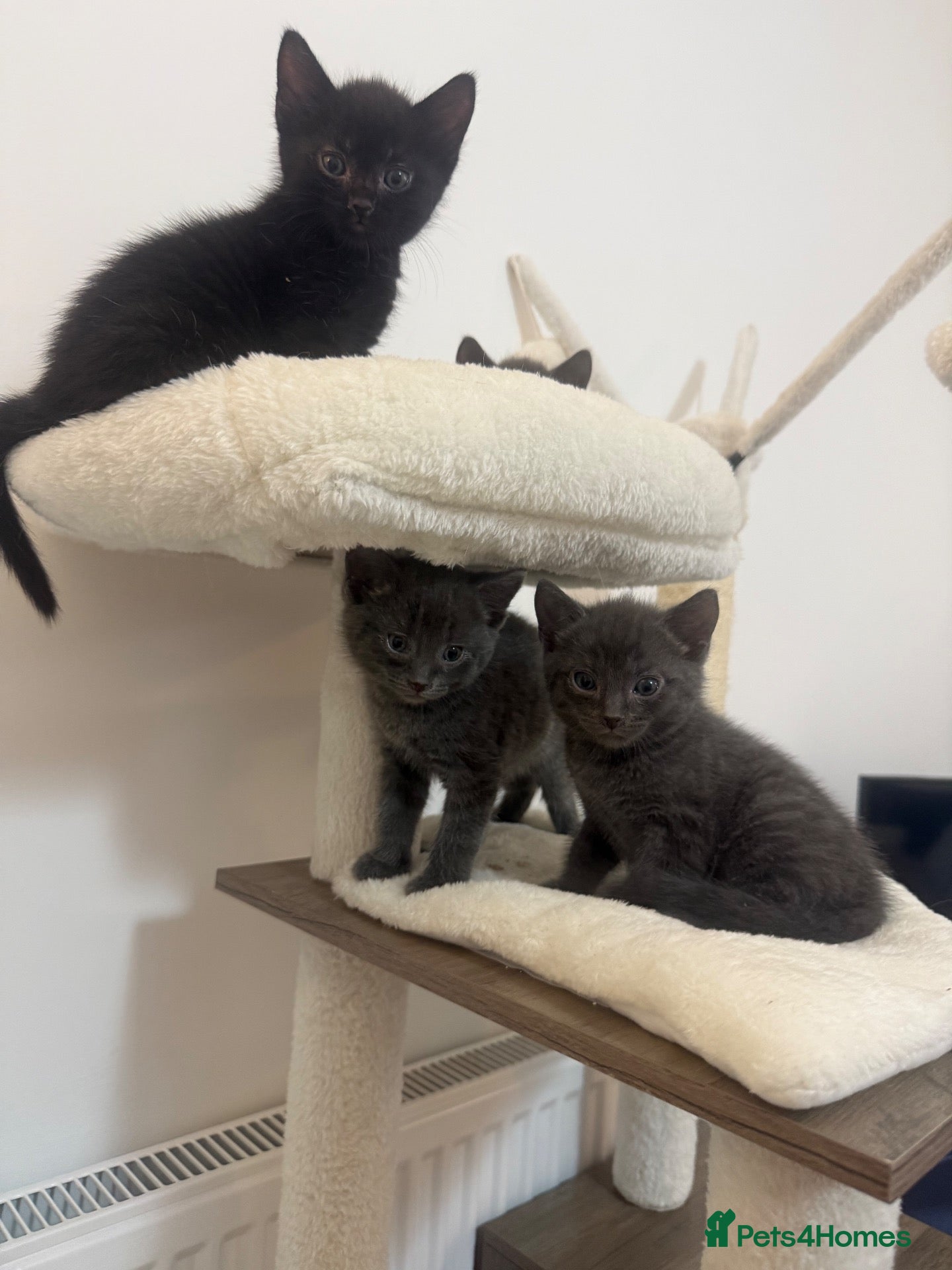 Russian Blue cats Russian Blue Kittens  - Advert 2