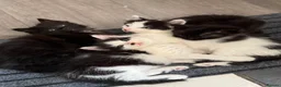Mixed Breed cats for sale: Fluffy kittens - Advert 3