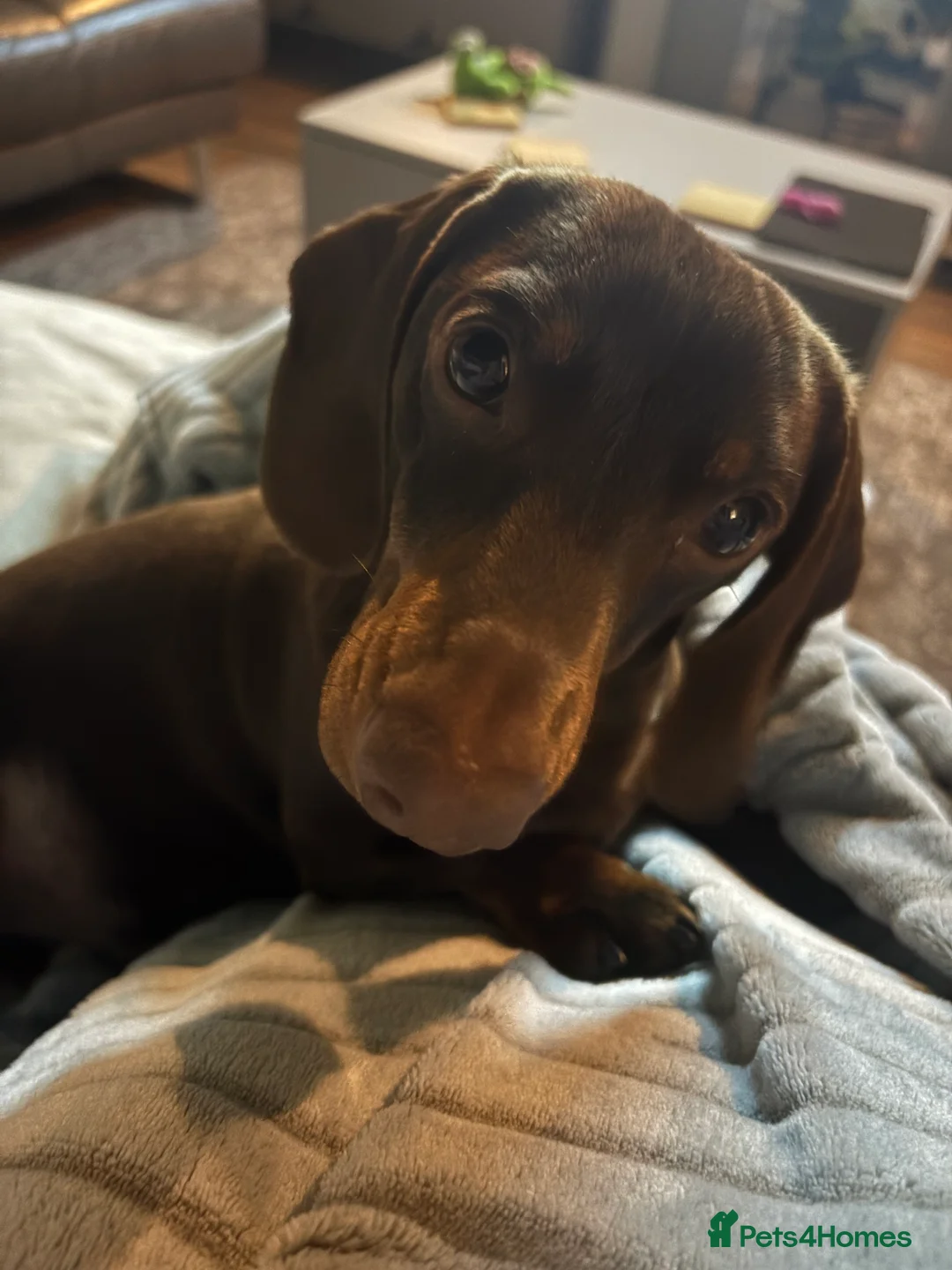 Miniature Dachshund dogs for stud: Chocolate smooth miniature dachshund  - Advert 2