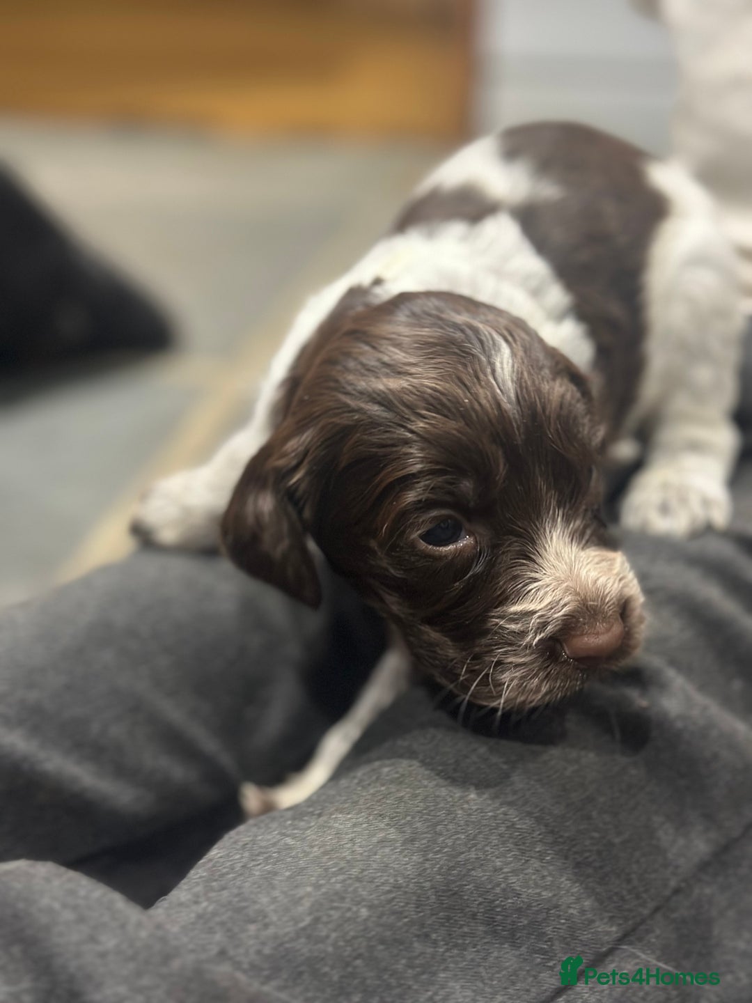 Sprocker dogs for sale: Beautiful sprockers  - Image 34