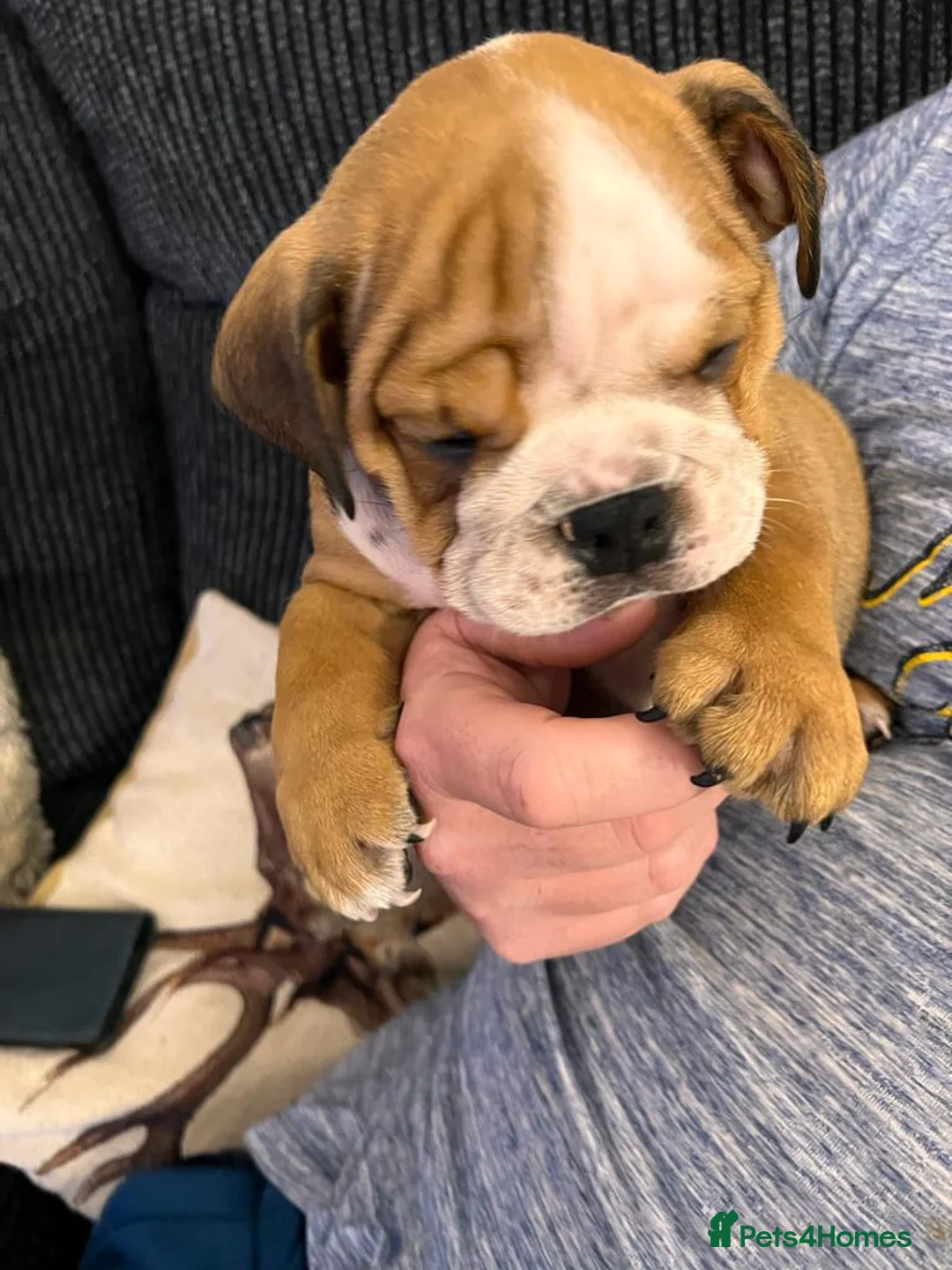 English Bulldog dogs for stud: Our Stunning English Bulldog Carter  in York - Advert 16