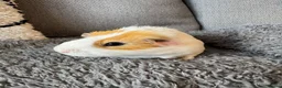 Guinea Pig rodents for sale: Abbysinian male guinea pig  - Advert 4