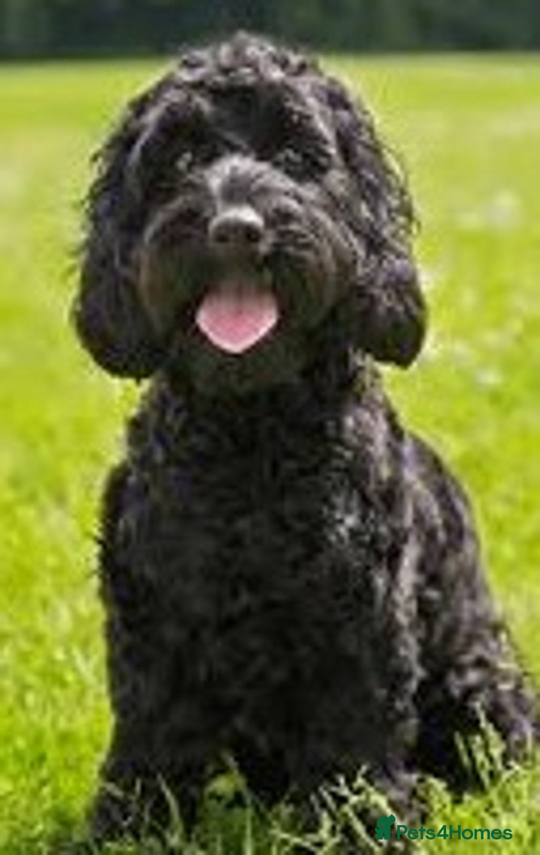 Cockapoo dogs for sale: Cockapoo puppies  - Image 3