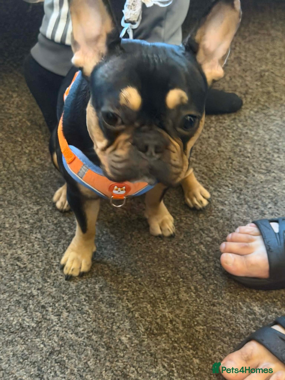 French Bulldog dogs for sale: French bulldog - Advert 2