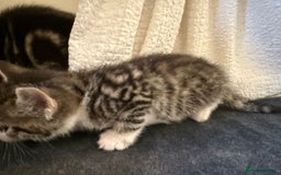 Domestic Shorthair cats for sale: 5 gorgeous kittens for sale - Image 11