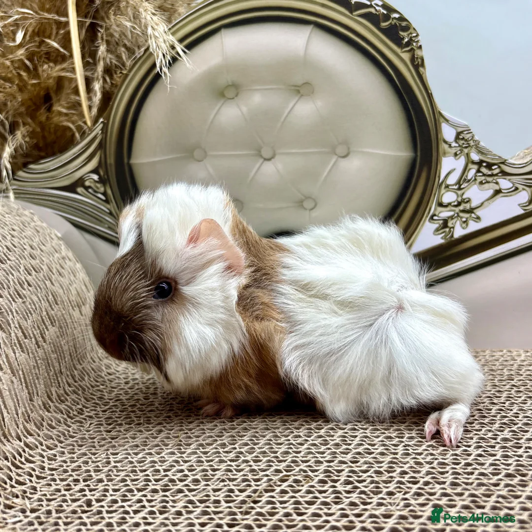 Guinea Pig rodents for sale: LOTS OF BABY BOYS AVAILABLE 🩵🏡💫 - Advert 2