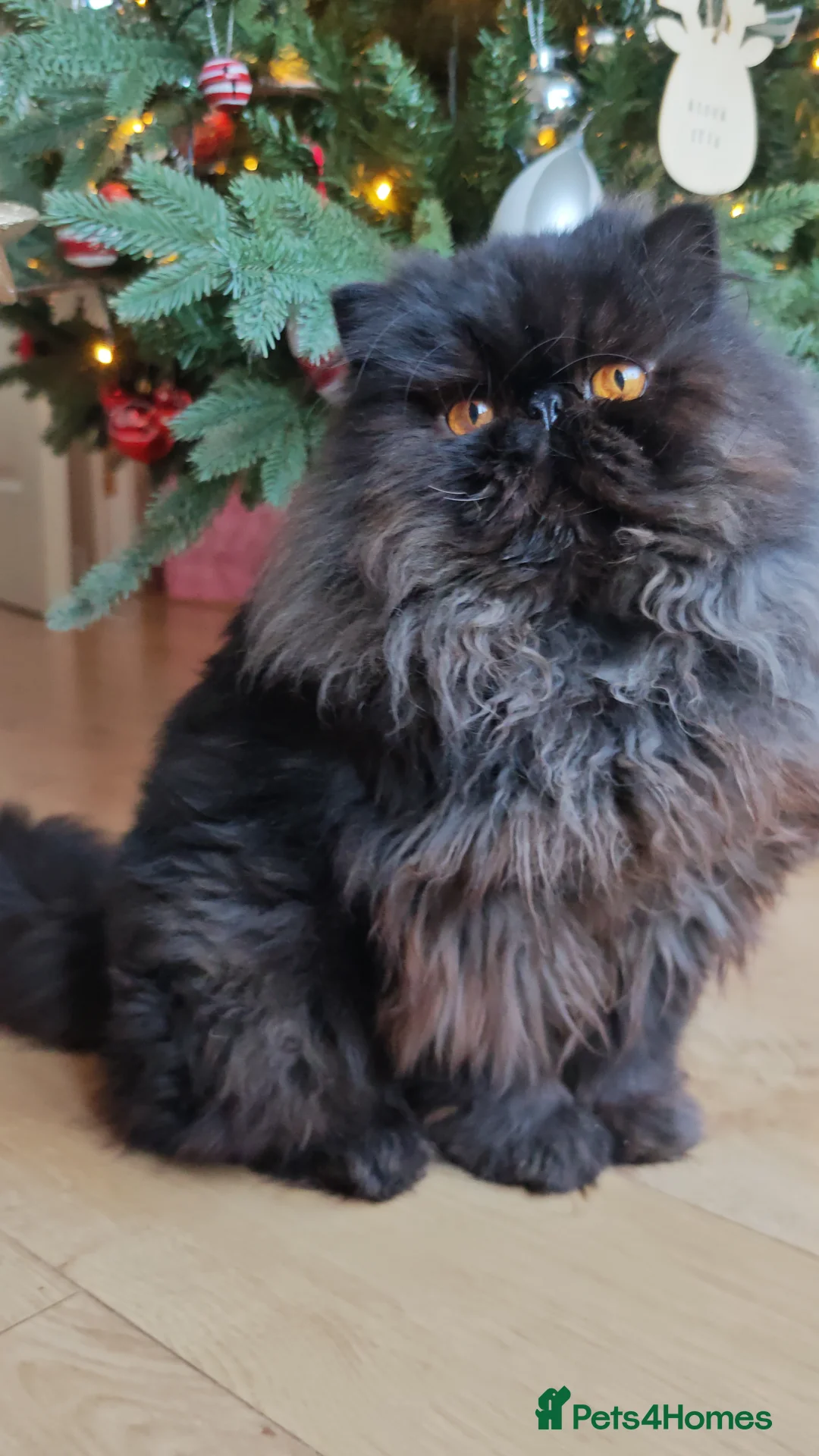 Persian cats for sale: 3 red tabby persian males in Oxford - Advert 10
