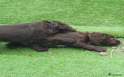Cocker Spaniel dogs for sale: Working Cocker Spaniels  - Image 4