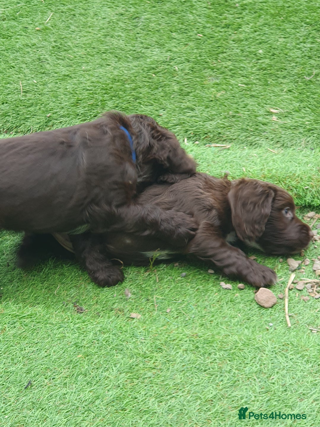 Cocker Spaniel dogs for sale: Working Cocker Spaniels  - Image 4