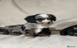 Cavapoo dogs for sale: Gorgeous Cavapoo Puppies  - Image 1
