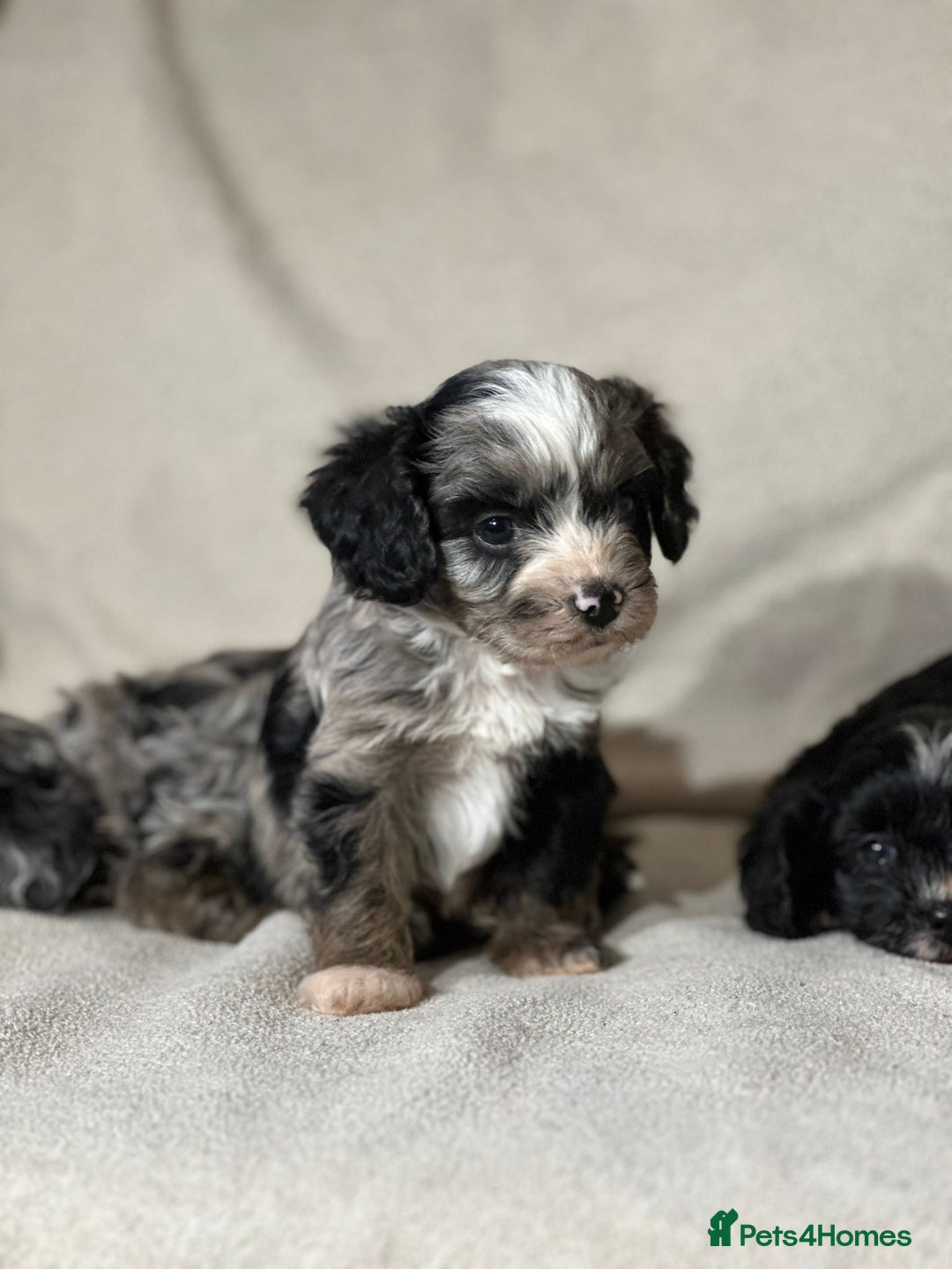 Cavapoo dogs for sale: Gorgeous Cavapoo Puppies  - Image 1