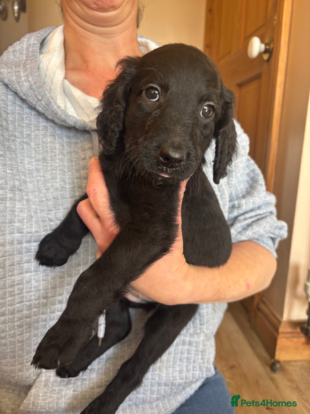 Mixed Breed dogs for sale: Male Australian Labradoodles  - Image 12