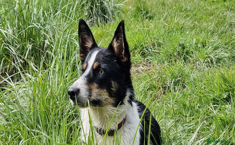 Border Collie dogs - Advert 16