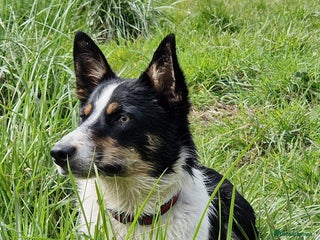 Border Collie dogs for sale - Advert 1
