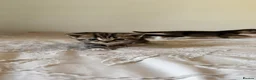 Scottish Fold cats for sale: Scottish fold x Scottish straight  - Advert 2