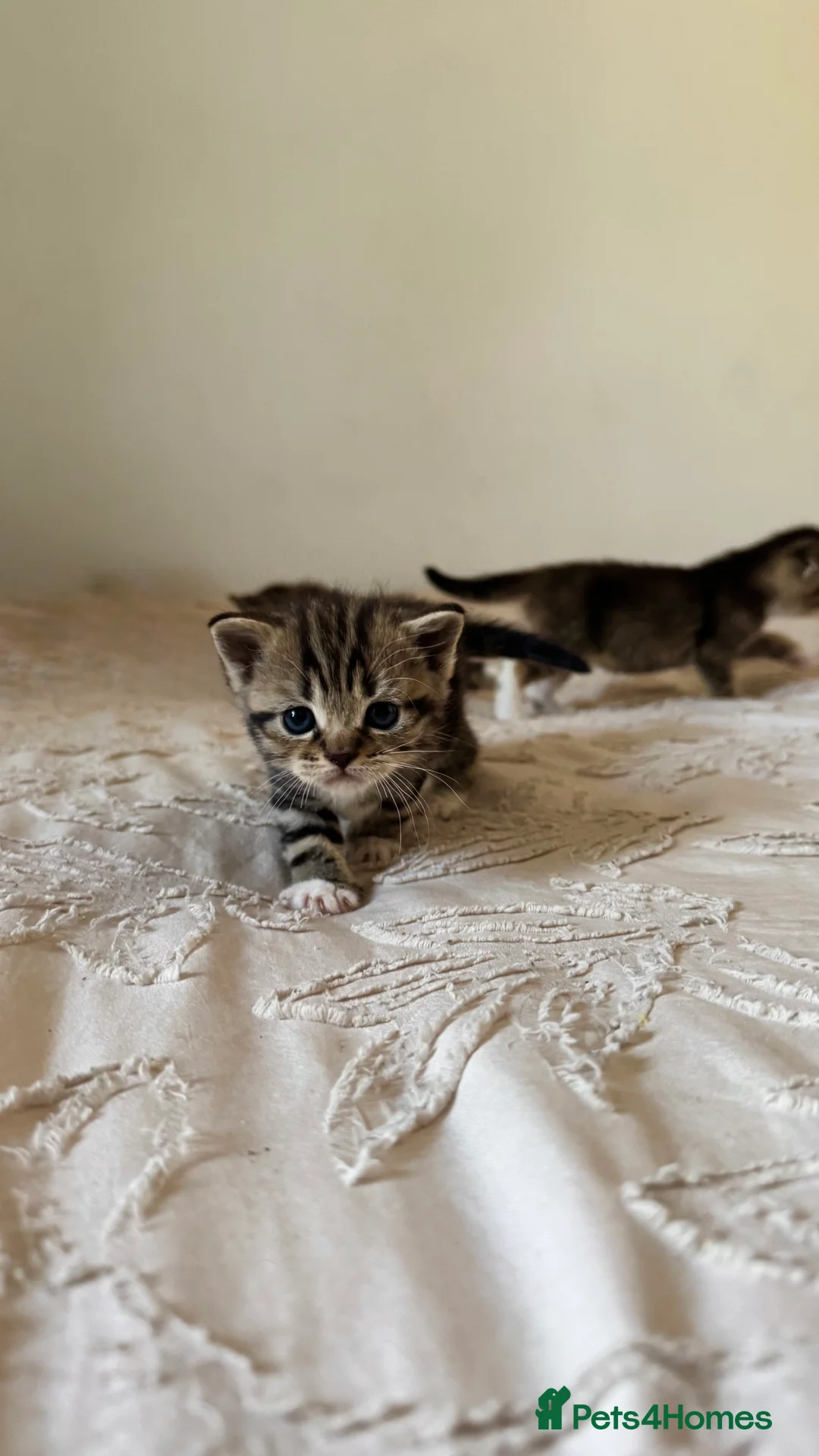 Scottish Fold cats for sale: Scottish fold x Scottish straight  - Advert 2