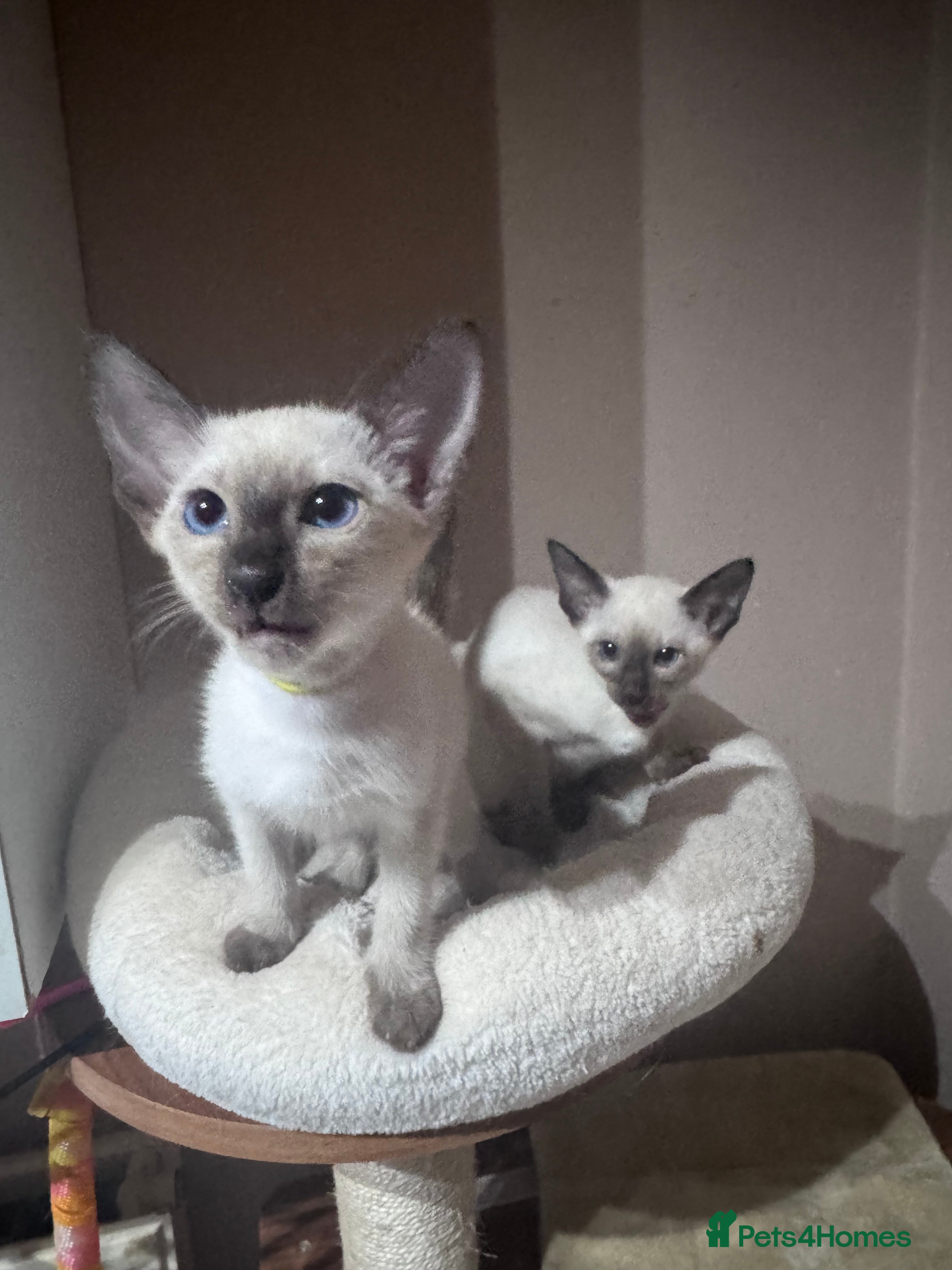 Siamese cats 2 affectionate female kittens available  - Advert 5