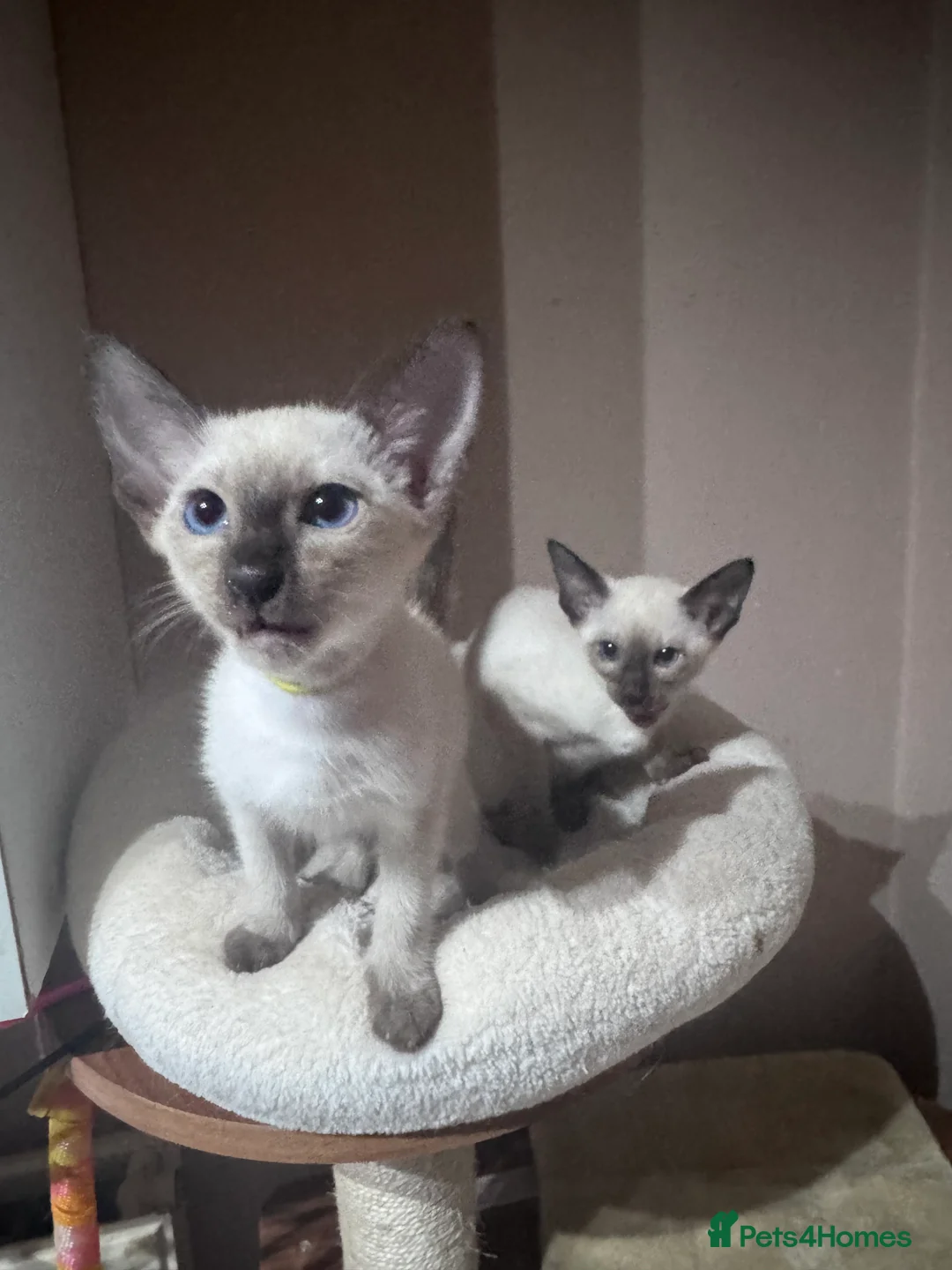 Siamese cats for sale: 2 affectionate female kittens available  - Advert 1
