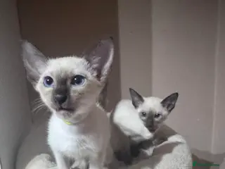 Siamese cats 2 affectionate female kittens available - Advert 6