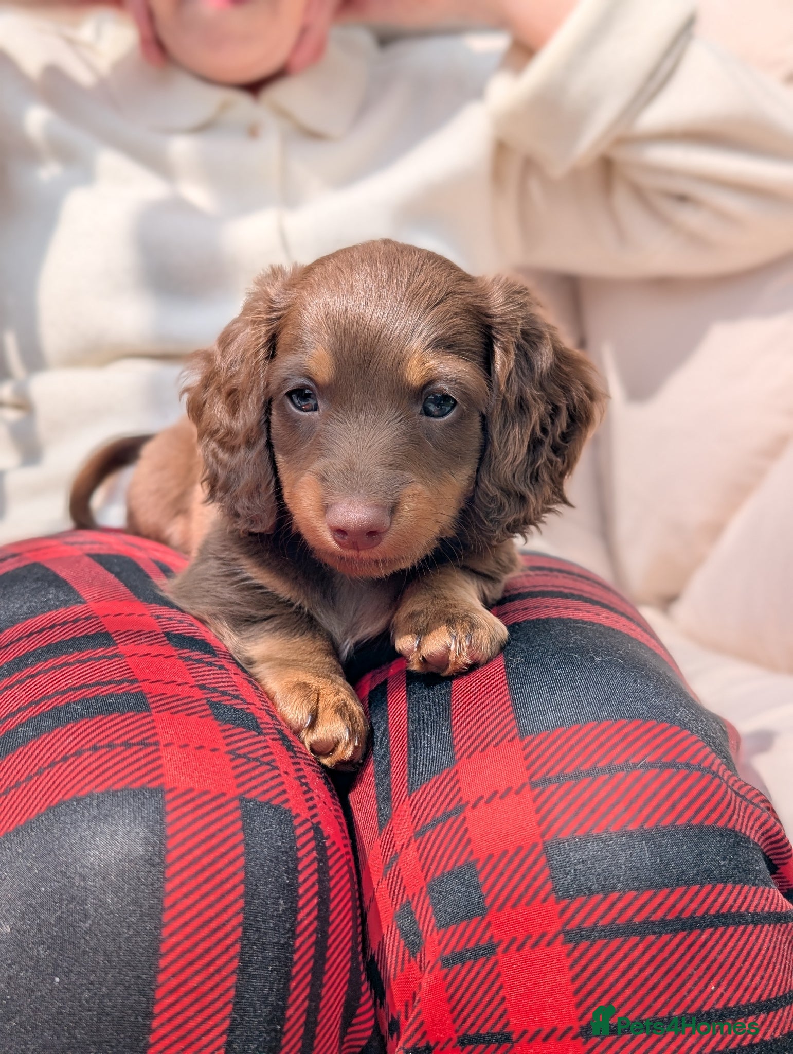 Miniature Dachshund dogs Longhaired and smooth miniature dachshunds  - Advert 10