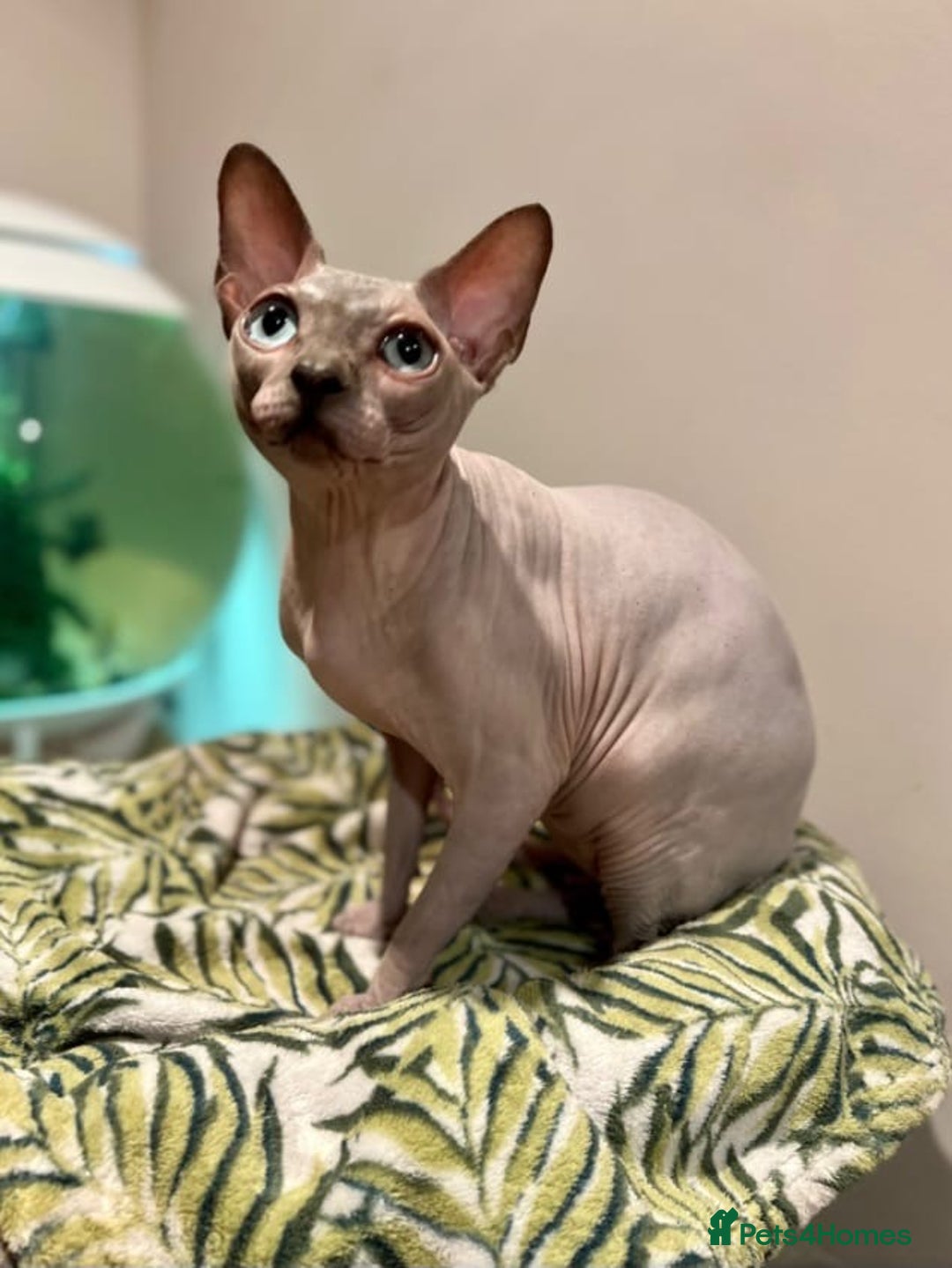 Sphynx cats for sale: 2 Sphynx Girls Ready for Forever Homes - Image 4
