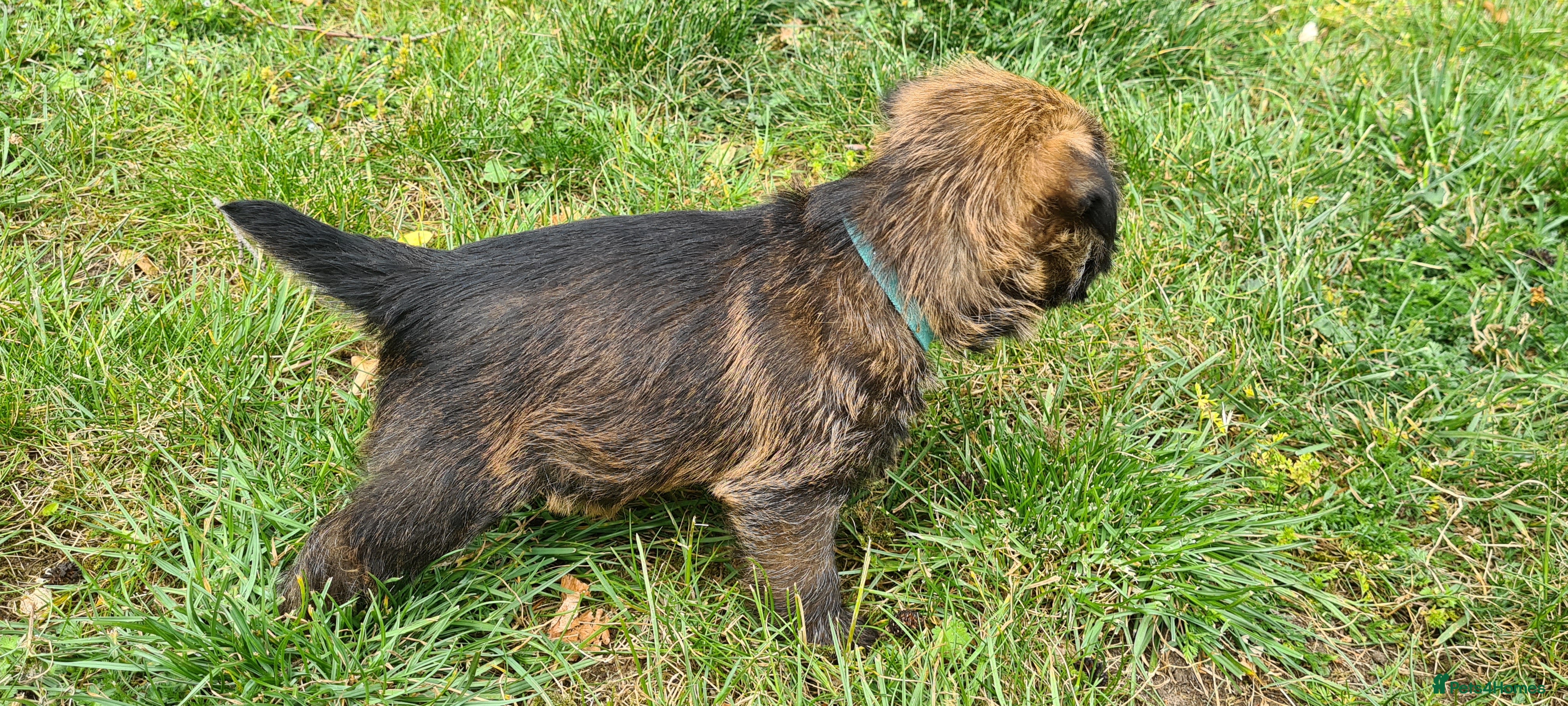 Border Terrier dogs for sale: Pedigree Border Terrier Puppies - Advert 6