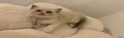 Ragdoll cats for stud: Ragdoll stud  - Advert 11