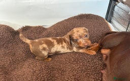 Miniature Dachshund dogs for sale: Tiny miniature dachshund puppies  - Image 1