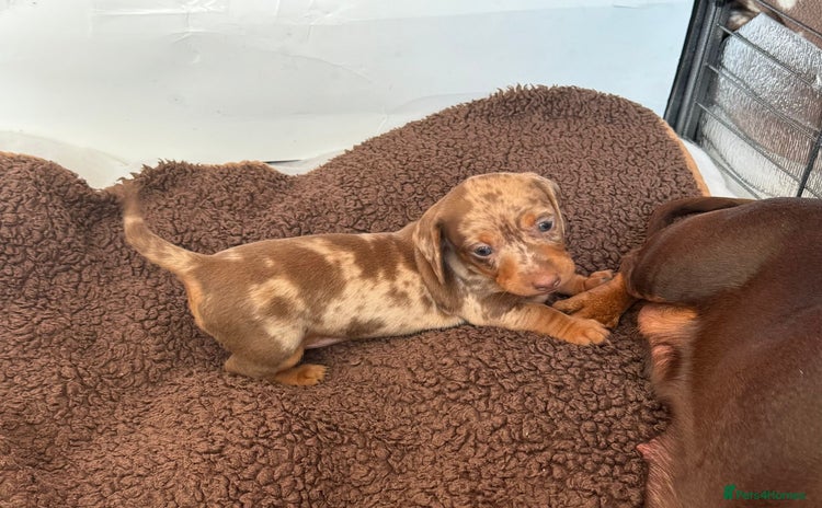 Miniature Dachshund dogs - Advert 4