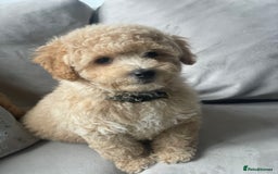 Poochon dogs for sale: Stunning litter - Image 10