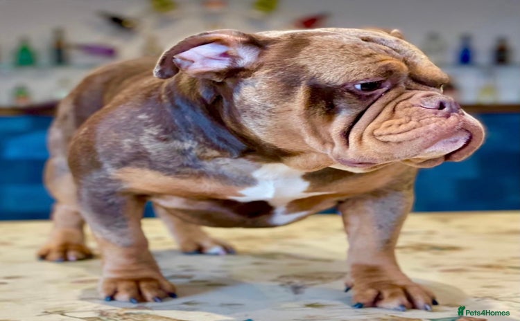 American Bully dogs - Advert 12