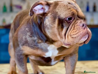 American Bully dogs - Advert 1