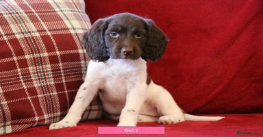 English Springer Spaniel dogs - Advert 7