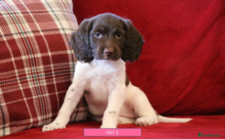 English Springer Spaniel dogs - Advert 16