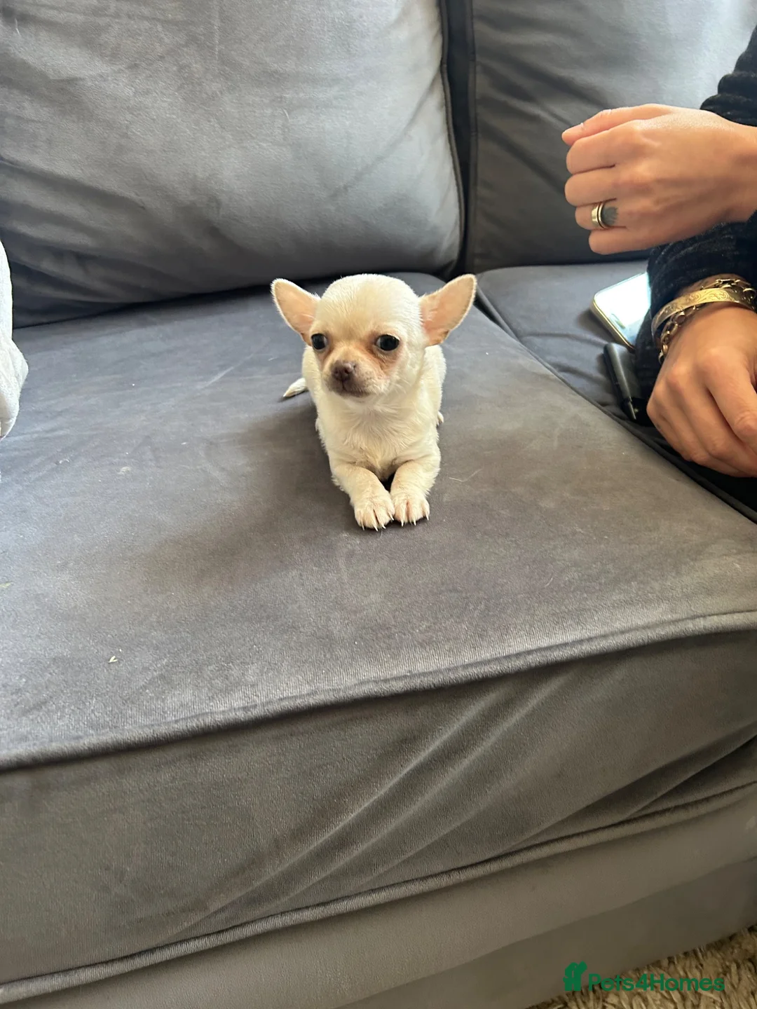 Chihuahua dogs for sale: Chihuahua  in Walsall - Advert 8