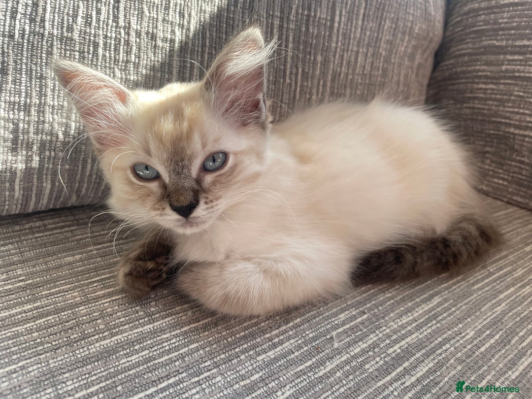 Ragdoll cats for sale: GCCF Seal Tabby Ragdoll Kittens Kent - Image 4