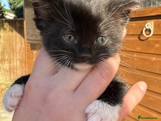 Savannah cats Beautiful 50% Savannah Kittens - Advert 2