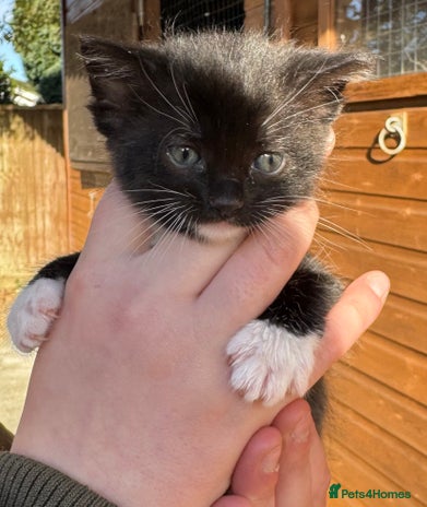 Savannah cats Beautiful 50% Savannah Kittens - Advert 2