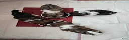 Shih Tzu dogs for sale: Hi my name is Maria  - Advert 3