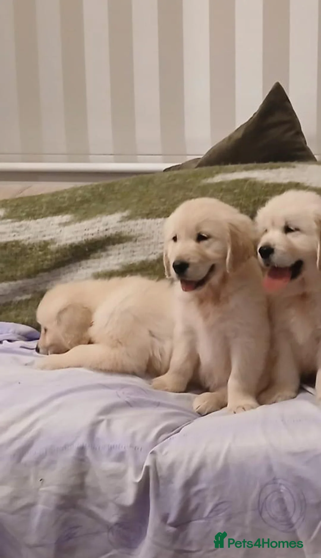 Golden Retriever dogs for sale: GOLDEN RETRIEVER STUNNING PUPPIES READY in Manchester - Advert 2